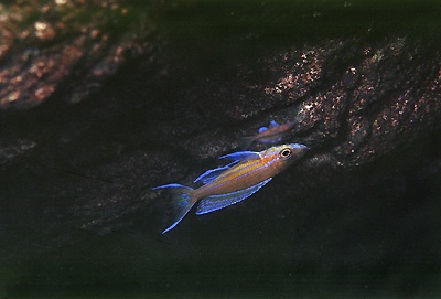 Paracyprichromis nigripinnis 'Kitumba'